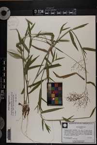 Dichanthelium acuminatum subsp. acuminatum image