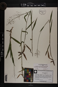 Dichanthelium villosissimum var. villosissimum image