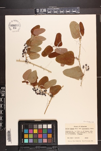 Smilax glauca var. leurophylla image