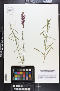 Liatris pilosa image