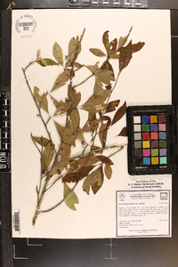 Ilex decidua var. decidua image