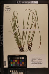 Carex planispicata image