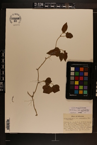 Smilax bona-nox image