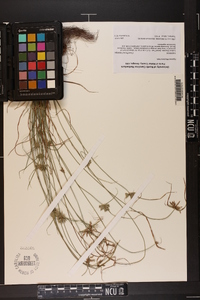 Cyperus filiculmis image