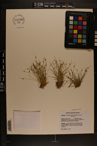 Isolepis carinata image