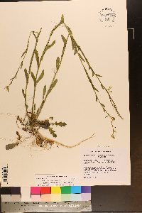 Borodinia missouriensis image