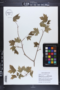 Acer leucoderme image