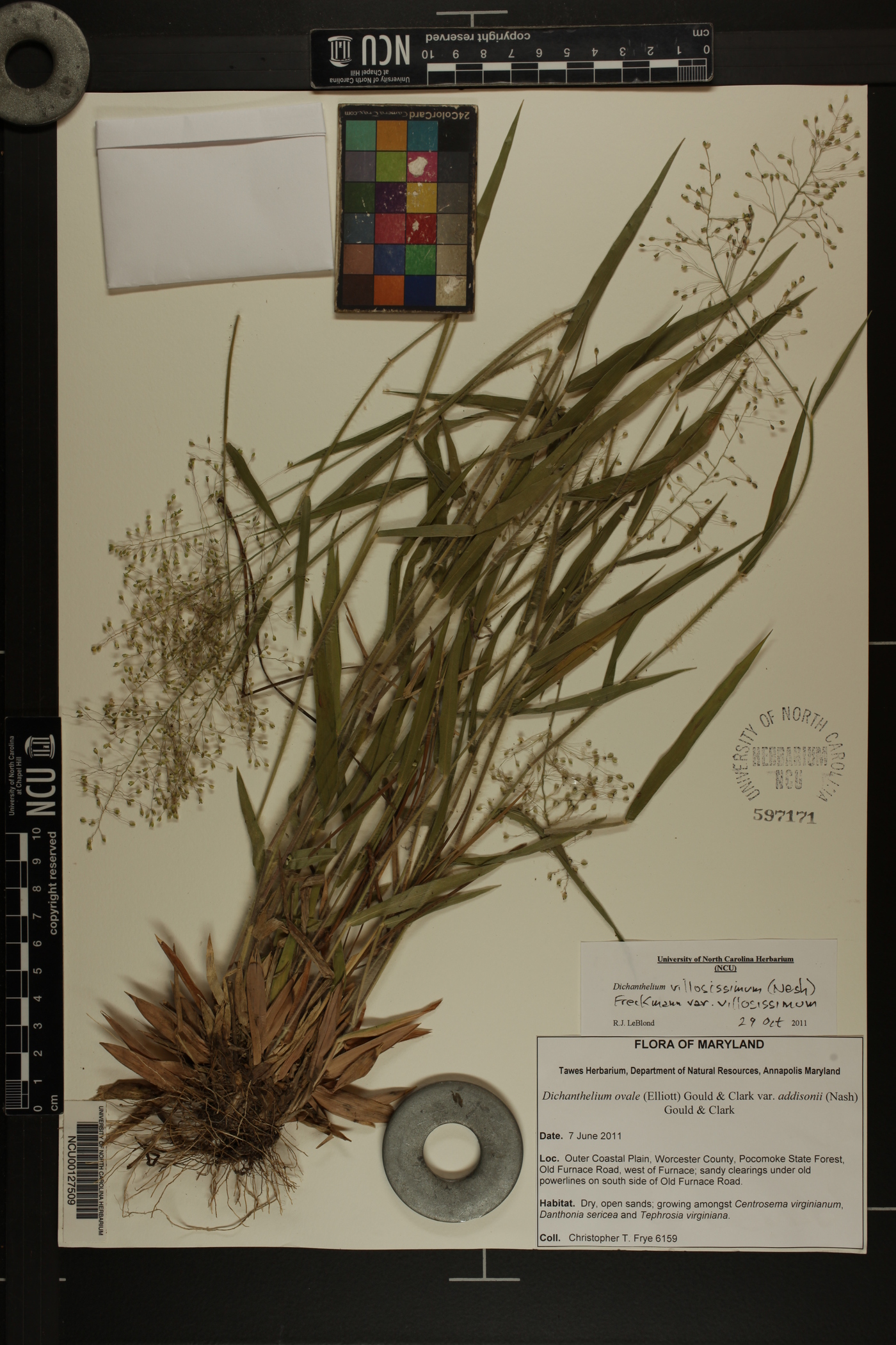 Dichanthelium villosissimum var. villosissimum image