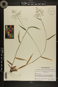 Dichanthelium ovale var. addisonii image