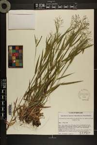 Dichanthelium ovale var. addisonii image