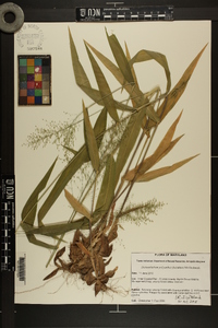 Dichanthelium polyanthes image