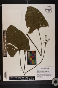 Echinodorus cordifolius image