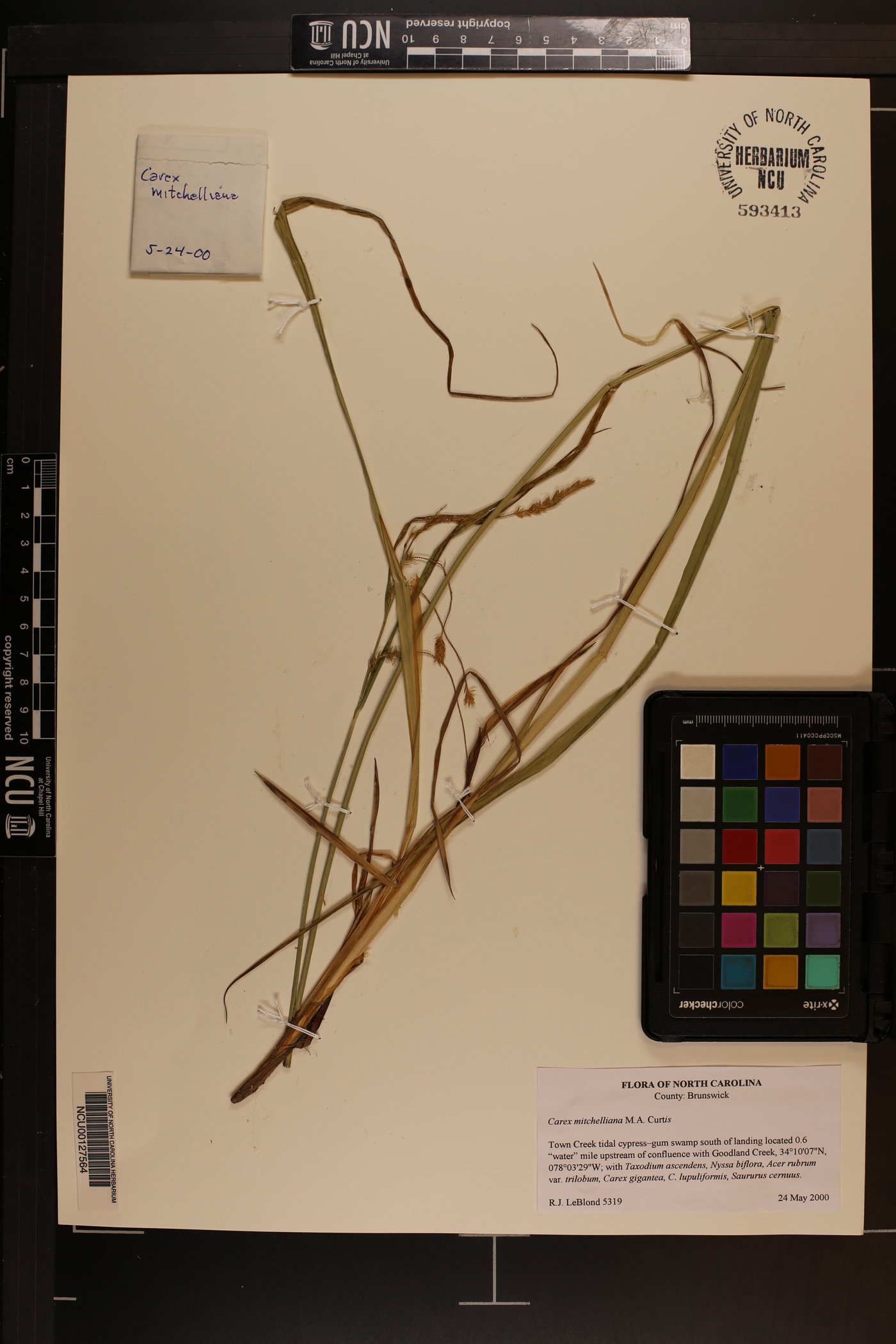 Carex mitchelliana image