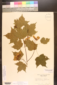 Acer leucoderme image