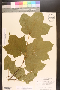 Acer nigrum image