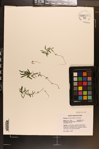 Galium uniflorum image