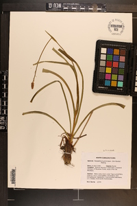 Stenanthium gramineum image