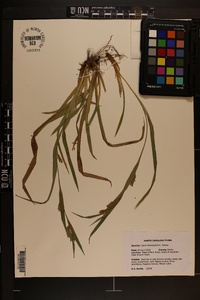 Carex flaccosperma image