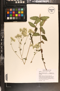 Eupatorium pilosum image