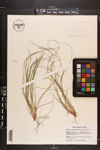 Carex umbellata image