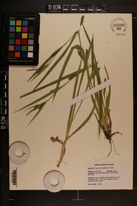 Carex flaccosperma image