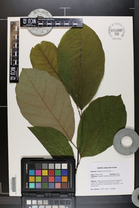 Magnolia acuminata image