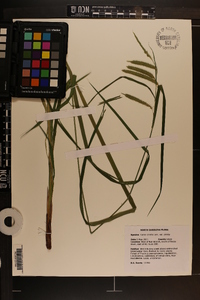 Carex crinita var. crinita image