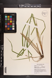 Carex typhina image