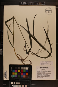 Bromus pubescens image