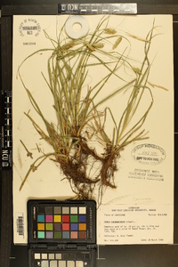 Carex cherokeensis image