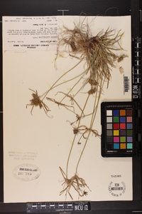 Cyperus globulosus image