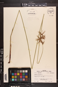 Cyperus articulatus image