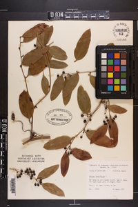 Smilax laurifolia image