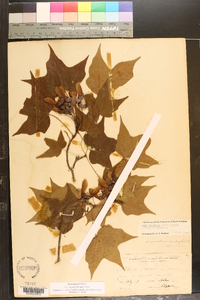 Acer nigrum image