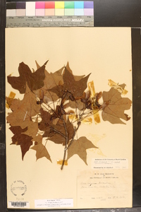 Acer nigrum image