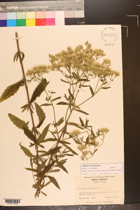 Eupatorium recurvans image