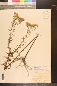 Eupatorium mohrii image