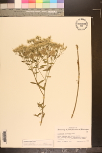 Eupatorium mohrii image