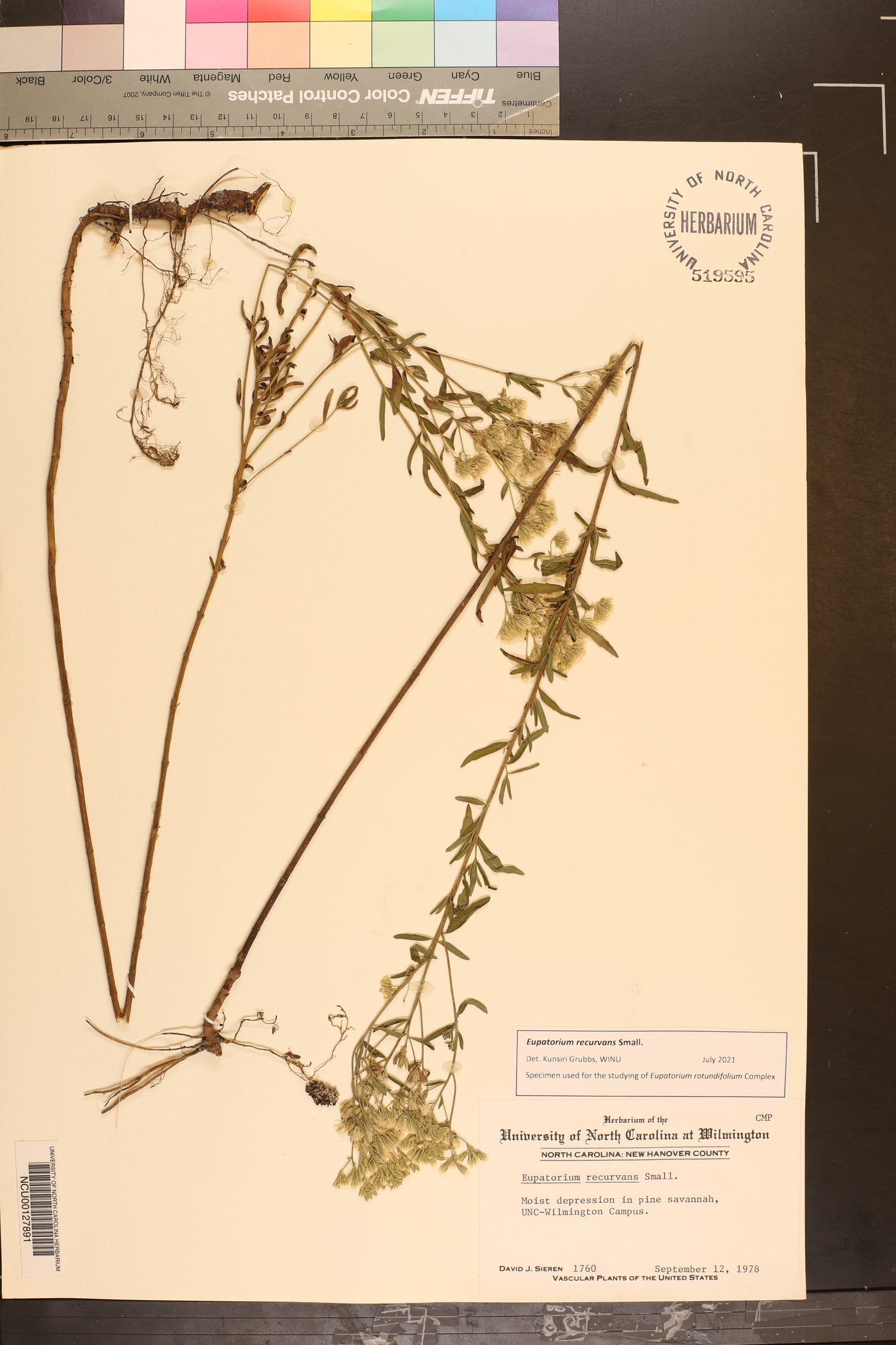 Eupatorium recurvans image