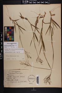 Dichanthelium ovale var. addisonii image