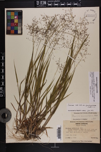 Dichanthelium ovale var. addisonii image