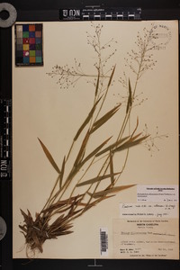 Dichanthelium villosissimum var. villosissimum image