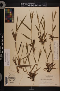 Dichanthelium villosissimum var. villosissimum image