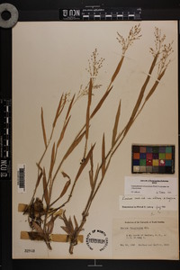 Dichanthelium villosissimum var. villosissimum image