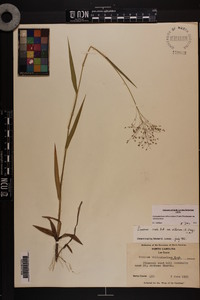 Dichanthelium villosissimum var. villosissimum image