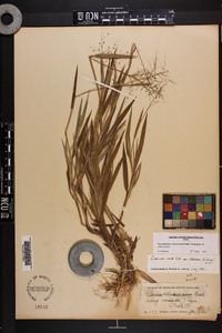 Dichanthelium villosissimum image