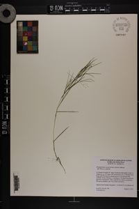 Dichanthelium aciculare var. ramosum image