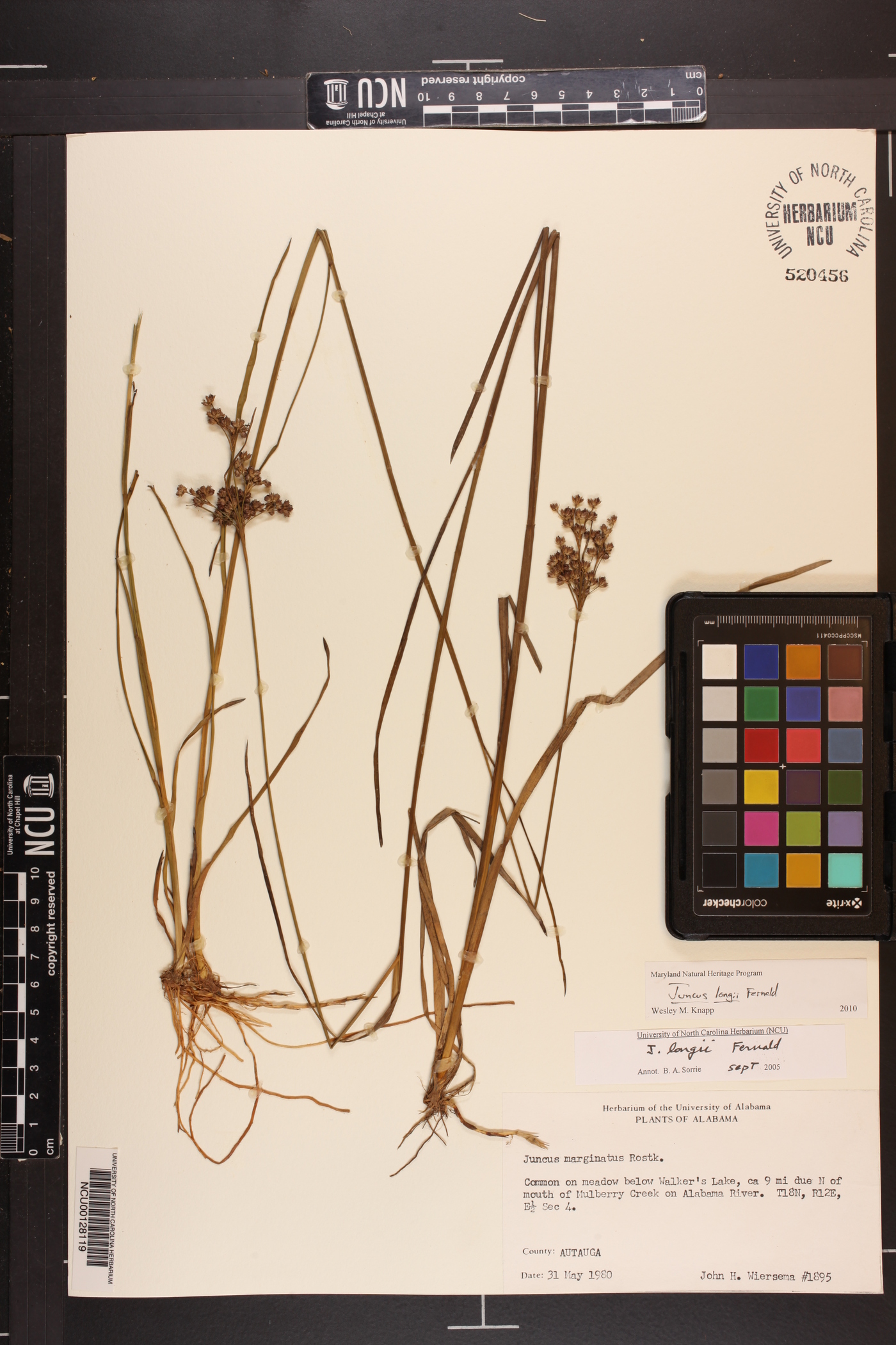 Juncus longii image