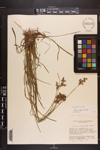 Juncus longii image