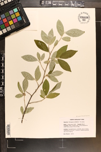 Elaeagnus umbellata image